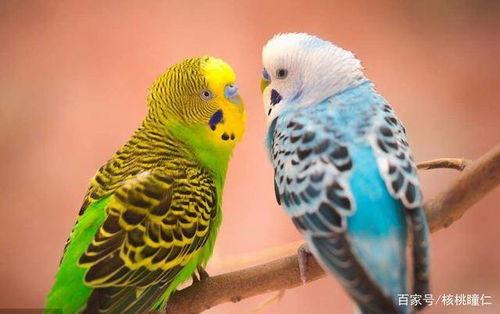 拼图成人鹦鹉教程视频,打造创意家居艺术品